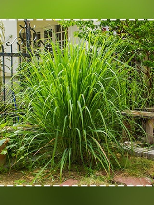 পেটের চর্বি গলায়, কীভাবে খাবেন লেমনগ্রাস