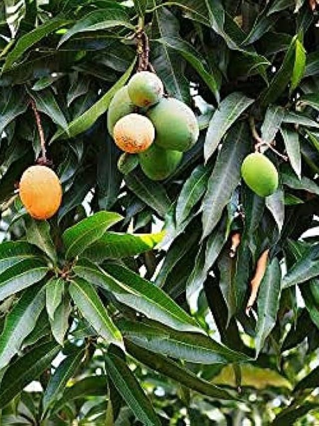 বাসন মাজার সাবান ফুরিয়েছে! এভাবে কাজে লাগান আম পাতা; ৪ ট্রিক