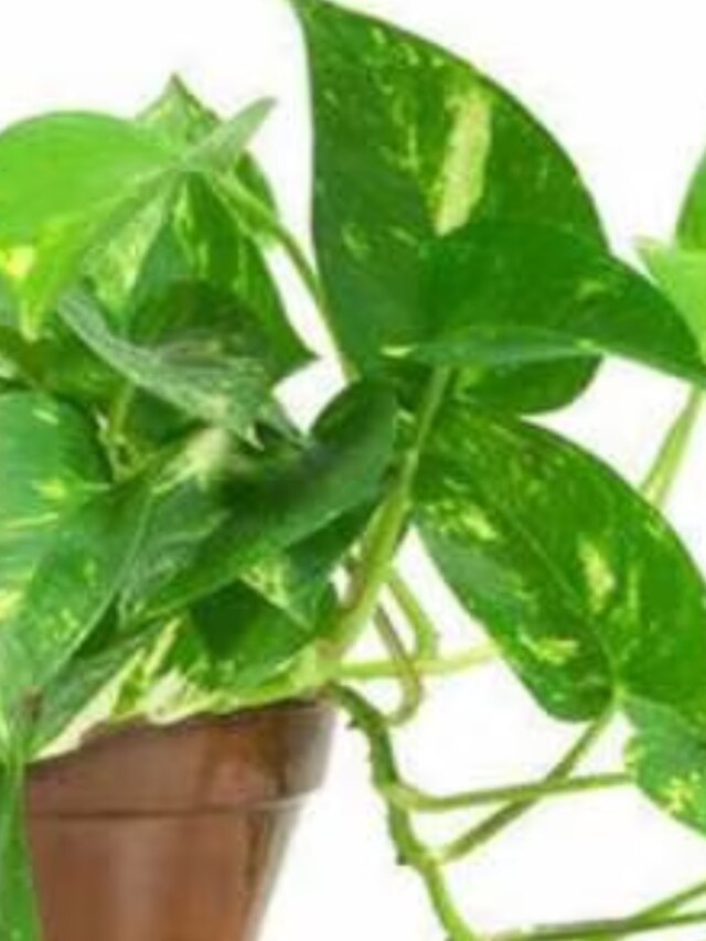 বাড়ির এই দিকে রাখুন মানিপ্লান্ট, মালামাল হবেন