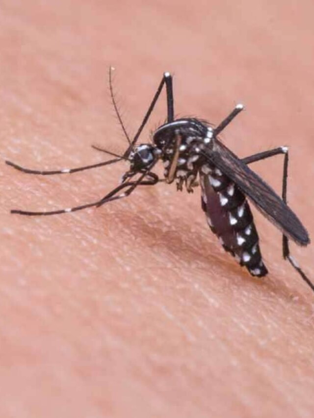 ছেলে না মেয়ে, কাদের মশা বেশি কামড়ায়? জানলে অবাক হবেন