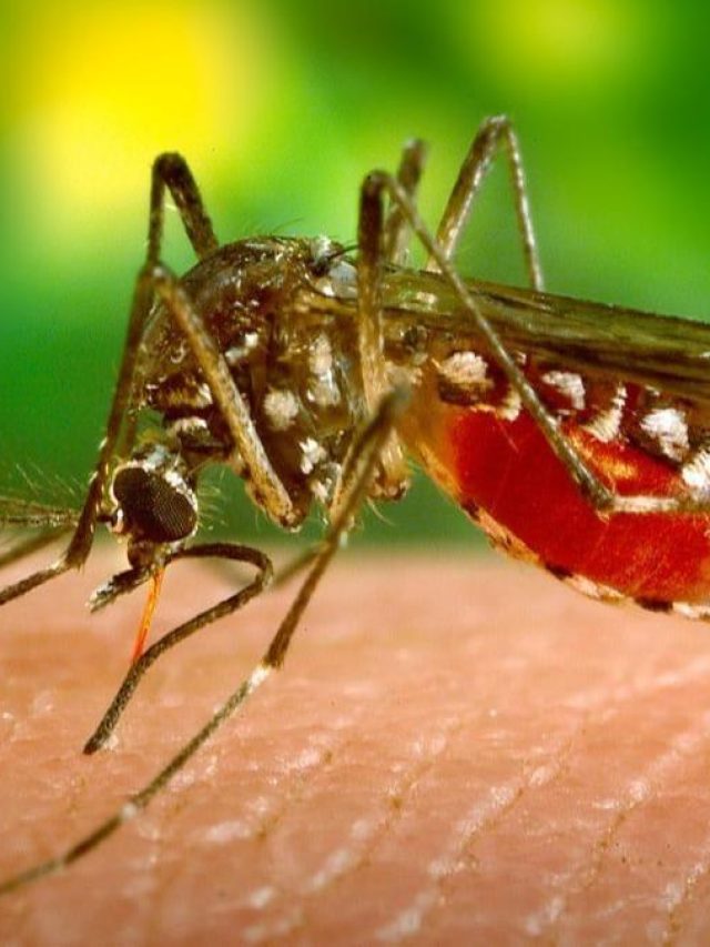 কোন ব্লাড গ্রুপের মানুষকে বেশি মশা কামড়ায়?