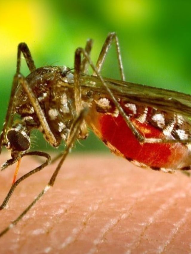 বিষাক্ত ধূপ জ্বালতে হবে না, মশাও মরবে, সহজ টিপস