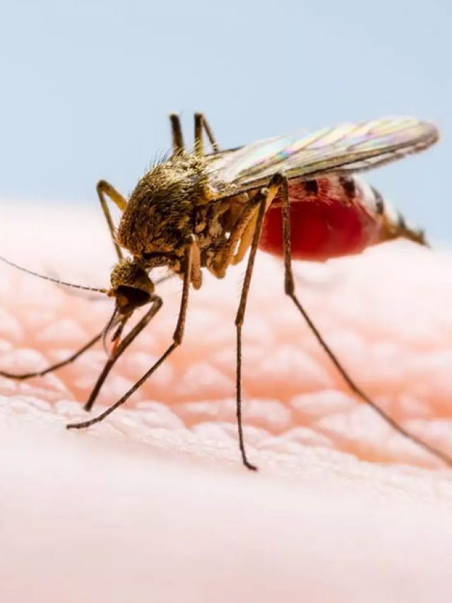 বৃষ্টিতে চারিদিকে কিলবিল করছে মশা! কয়েল, স্প্রে ছেড়ে এভাবে তাড়ান