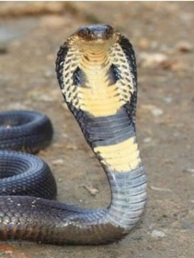 সাপে কামড়ালে প্রথমেই কী করবেন? জানলেই প্রাণ বাঁচবে