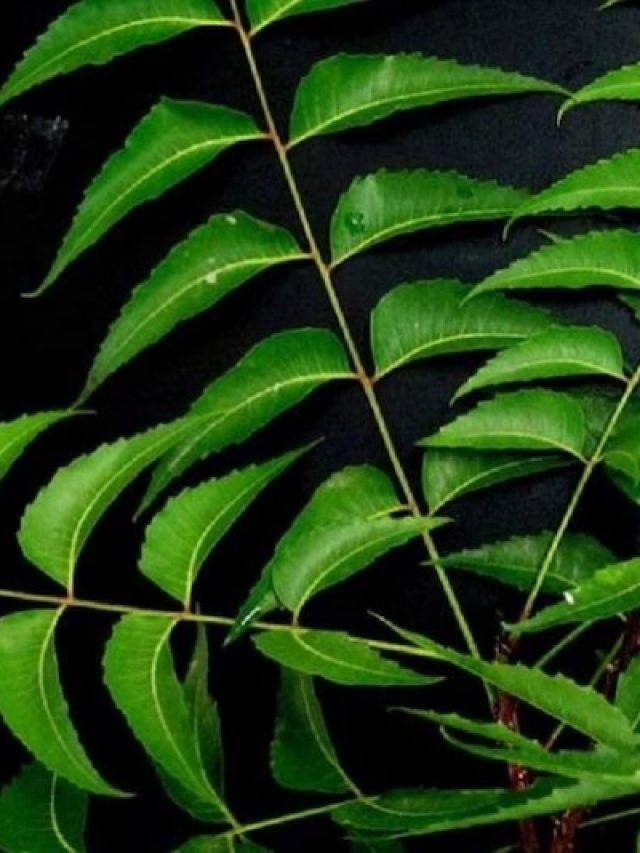 বাড়িতে নিম গাছের ছায়া পড়লে কী হয়? জেনে রাখুন