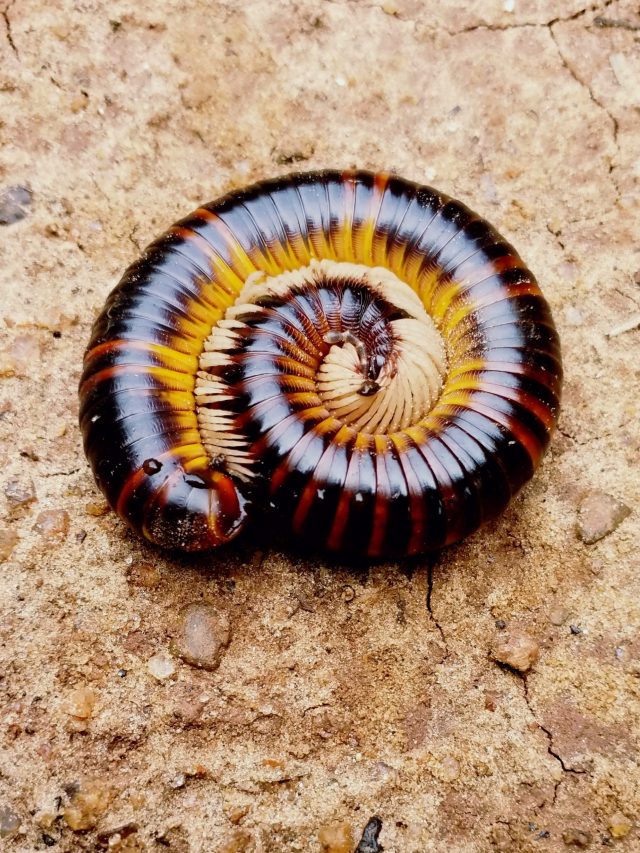 বাড়িতে কেন্নো ঢুকে পড়ছে? এই ঘরোয়া উপায়গুলিতে তাড়ান