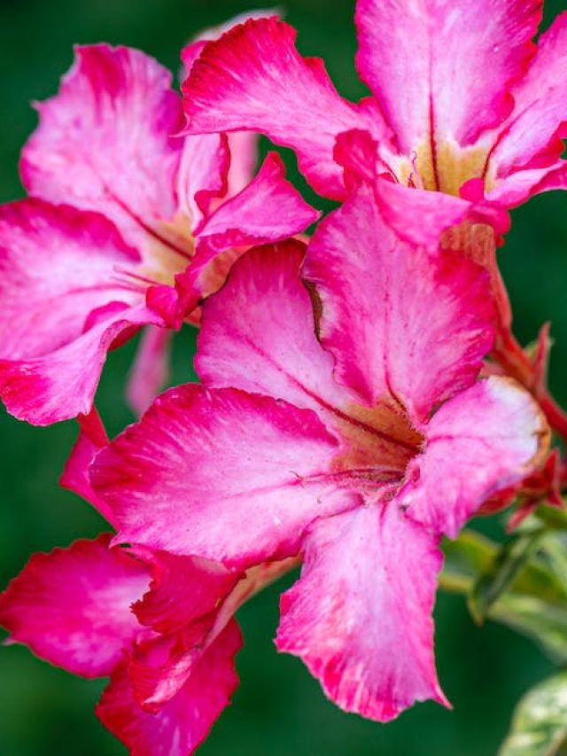 Flowers for Beginners: যত্ন ছাড়াই ফুল হবে এই ৫টি গাছে