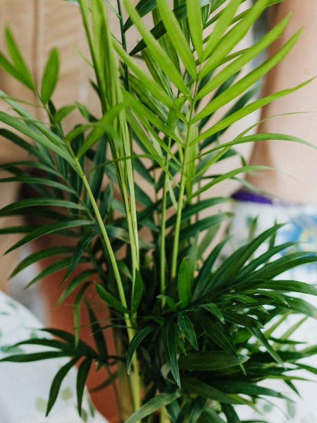 বাড়ির জন্য খুব ভাল, আজই আনুন এই ৫ গাছ