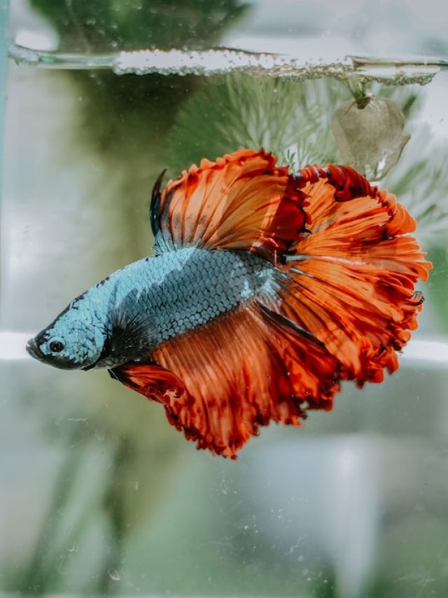 Beginner Aquarium Fishes: নতুন অ্যাকোয়ারিয়াম করলে এই মাছগুলি রাখুন
