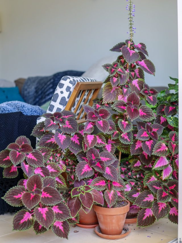 বাড়ি ভরবে অক্সিজেনে, হাওয়া সাফ করে এই ৫ ইন্ডোর প্ল্যান্ট