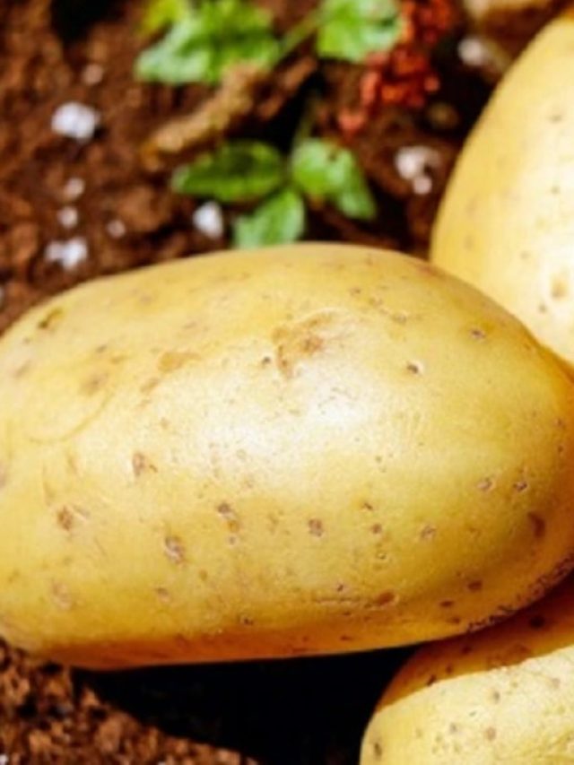 উচ্চ রক্তচাপ রয়েছে, দিনে ক’টি আলু খাওয়া যায়?
