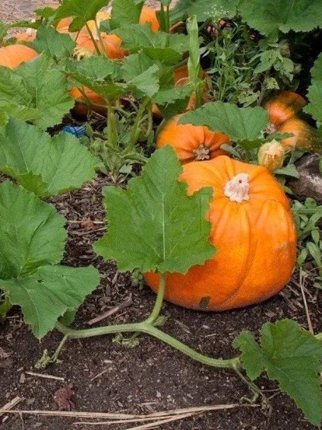 এই অবহেলিত পাতা,রোজ খেলেই সুস্থ থাকবে 'হার্ট টু হাড়'