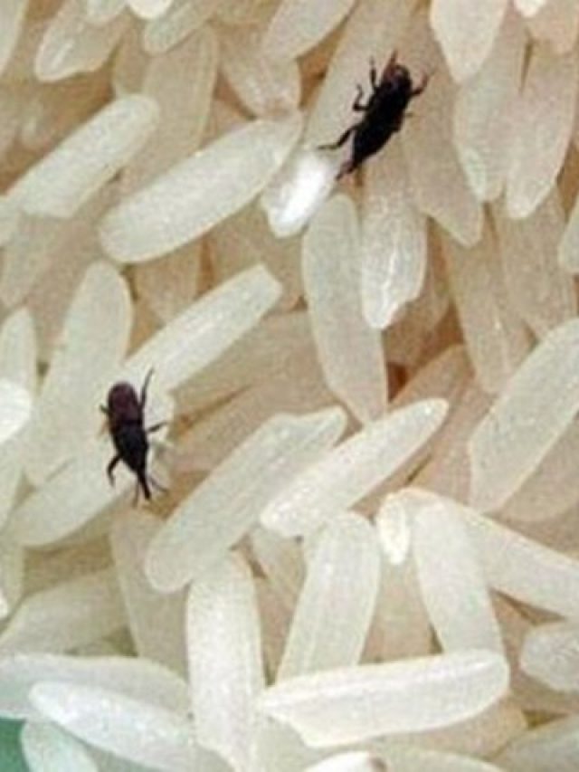 চালে পোকা ধরবে না, এই মশলা একটা ফেলে রাখলে ৬ মাস চিন্তামুক্ত