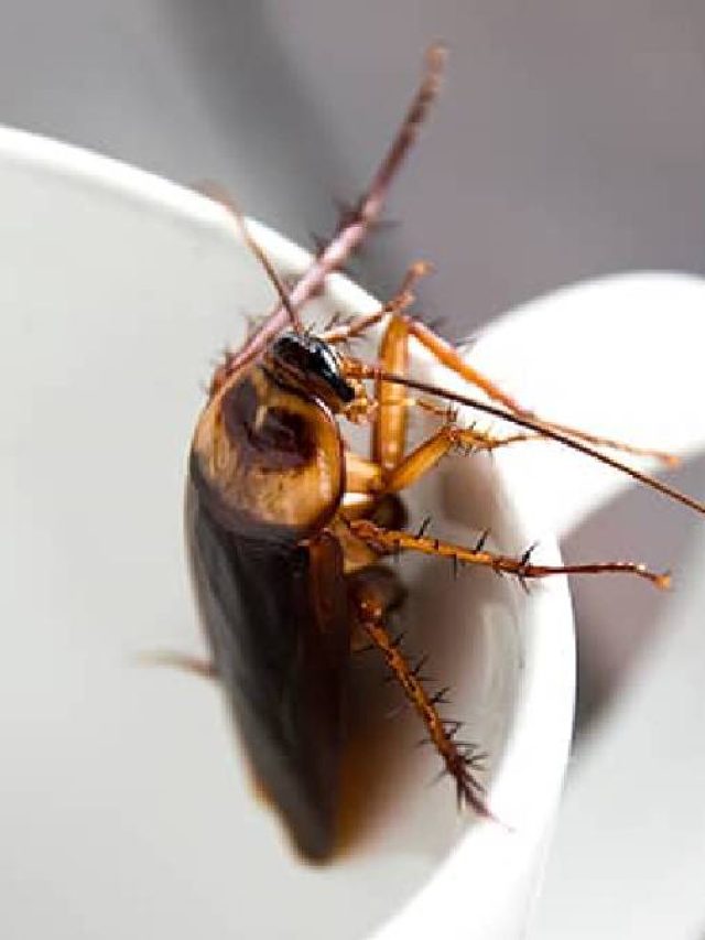 আরশোলার জ্বালায় অতিষ্ঠ, কাজে দেবে রান্নাঘরের মশলা