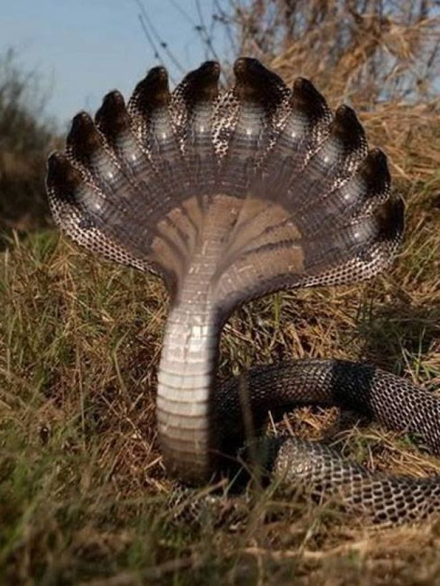 শেষনাগের প্রেম কাহিনী জানেন আপনারা ? জেনেনিন