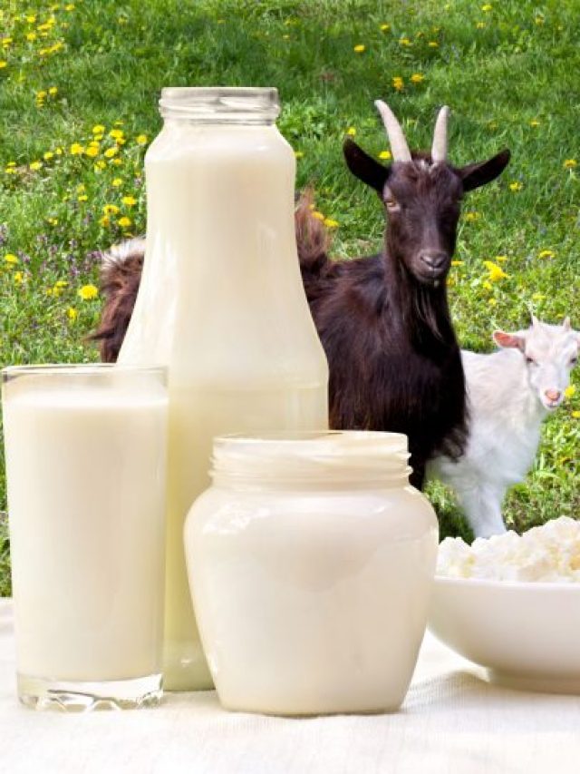 ছাগলের দুধ অমৃতের সমান, উপকারিতা জানলে অবাক হবেন