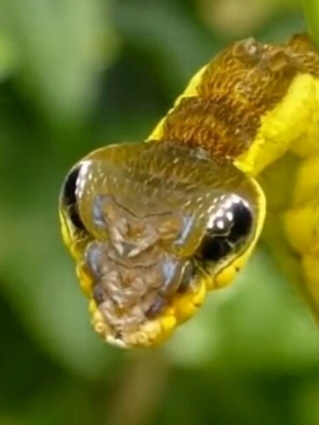 আপনার এই ৩ ভুলেই বাড়িতে আসছে সাপ