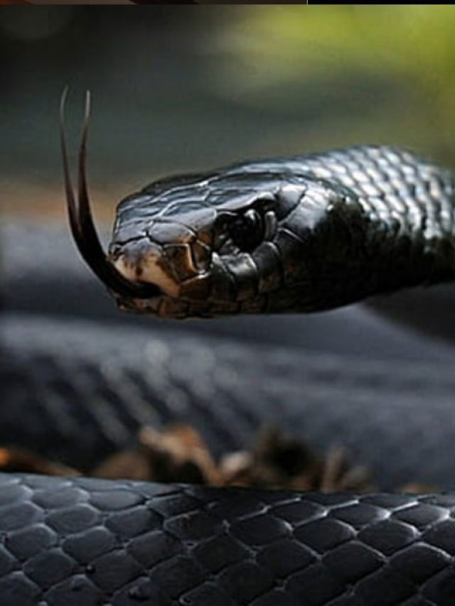 কার্বলিক অ্যাসিড ছাড়াই  দূর করুন সাপ, মোক্ষম টিপস