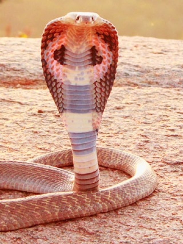 ঠাকুরঘরের এই জিনিসের গন্ধে পালায় সাপ, বর্ষায় অবশ্যই ঘরে রাখুন