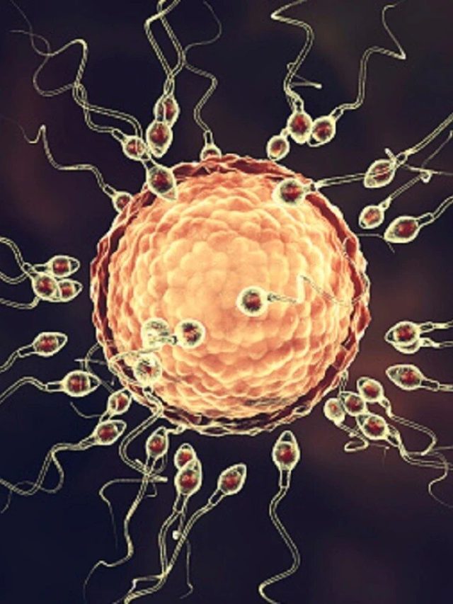 বাবা হতে পারছেন না? এই ৩ ড্রাই ফ্রুট খেলে বাড়বে স্পার্ম কাউন্ট