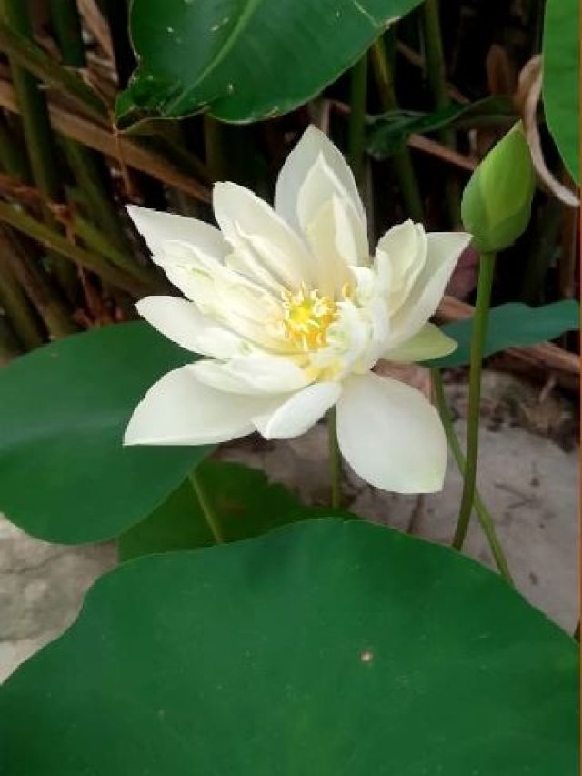 পুজোর আগে গামলাতেই ফুটবে পদ্ম ফুল, রইল পদ্ধতি