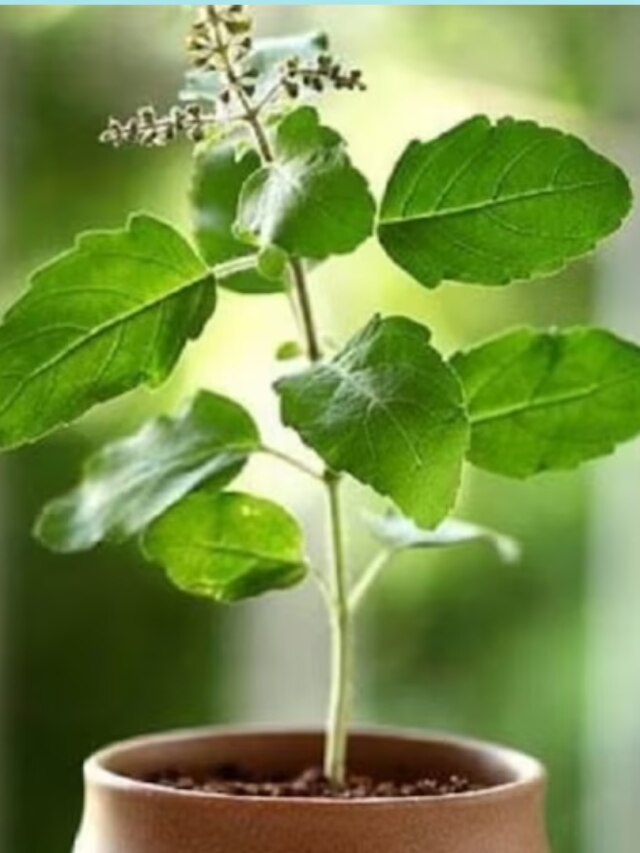 এক টুকরো তুলসীর শিকড় করবে মালামাল, রইল উপায়