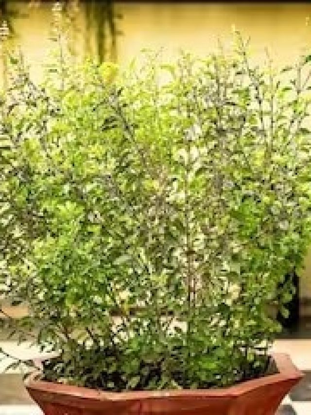 তুলসী শুকিয়ে যাওয়া অশুভ, ১০ মিনিটে তৈরি এই মিশ্রণেই সমাধান