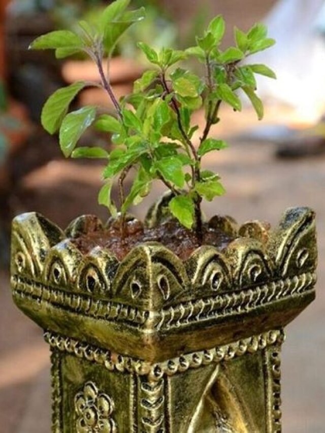 এই দিনে তুলসীর চারা বাড়ি আনবেন না, জীবনে নামবে অন্ধকার!