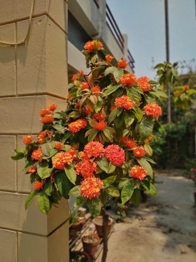 ফুলে ভরে যাবে গাছ, যদি মানেন এই নিয়মগুলি