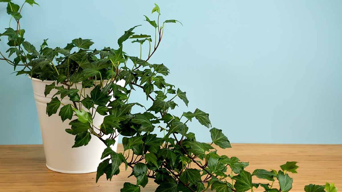 Seven Plants That Absorb Humidity