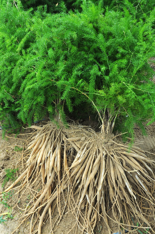 कभी शतावरी के पौधे के बारे में सुना है? What is asparagus plant know