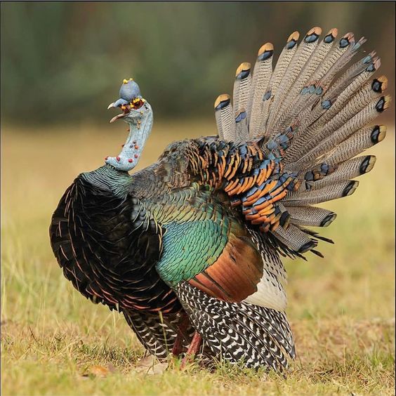 इस तरह से करें नर और मादा टर्की मुर्गियों की पहचान! How to identify