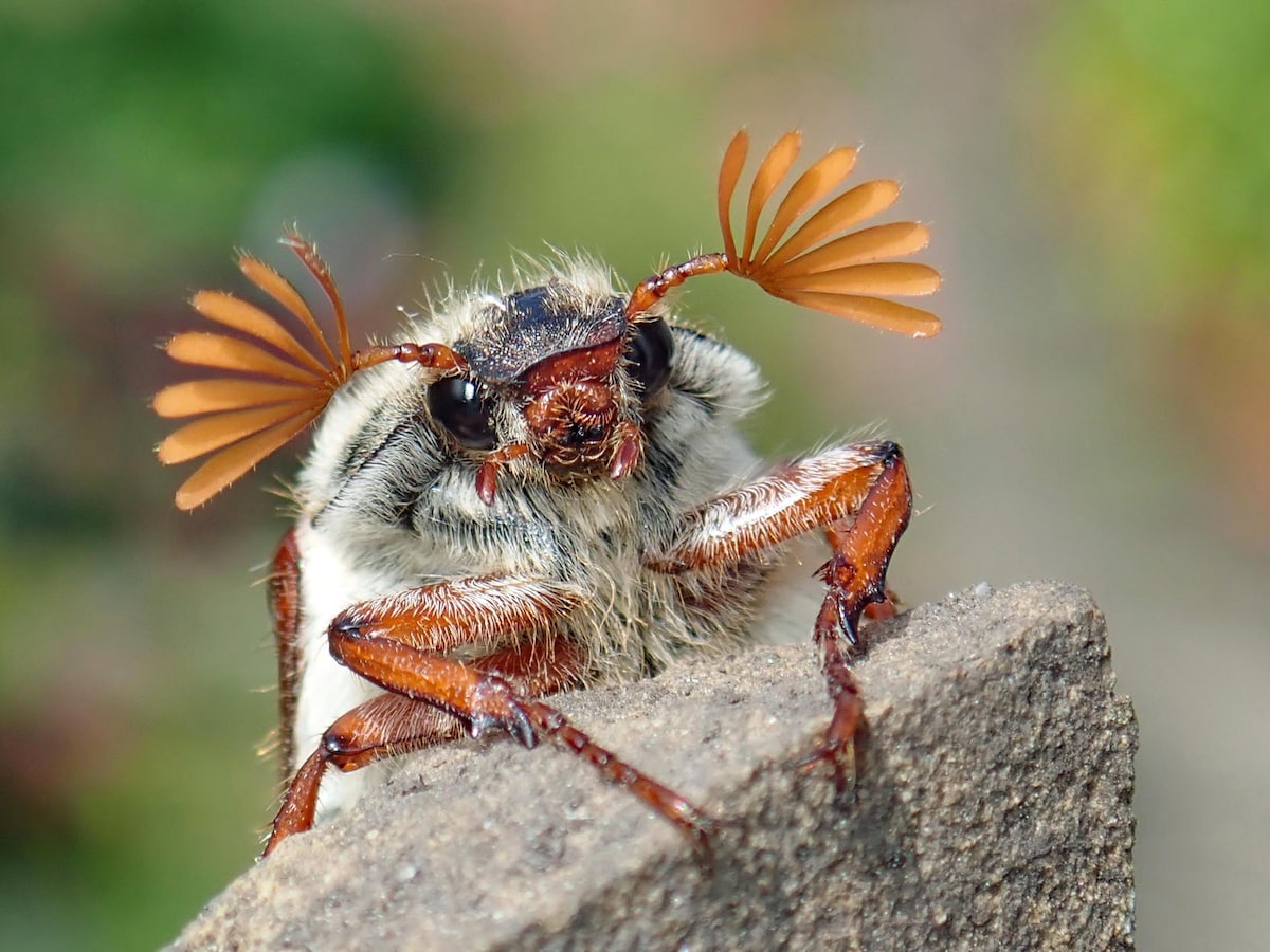 Largest Insect In The World Largest insect in the world