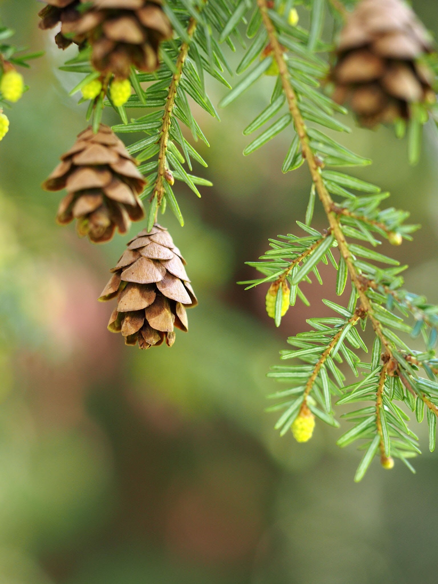 Slowest Growing Trees