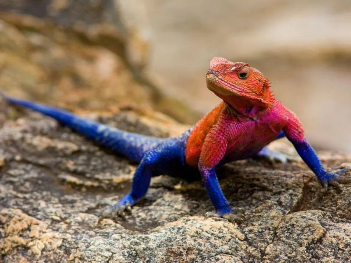 Rarest pink lizards of he World
