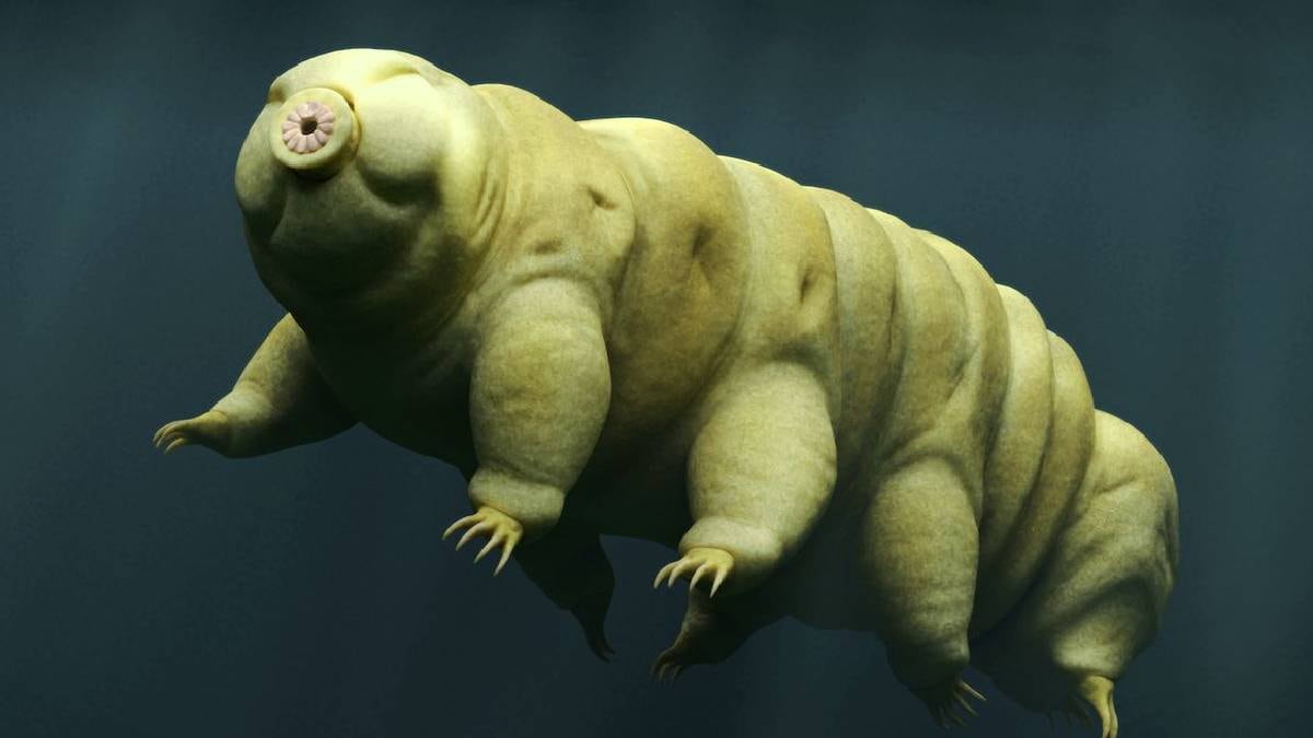 Which animal can survive in space without any protection?
