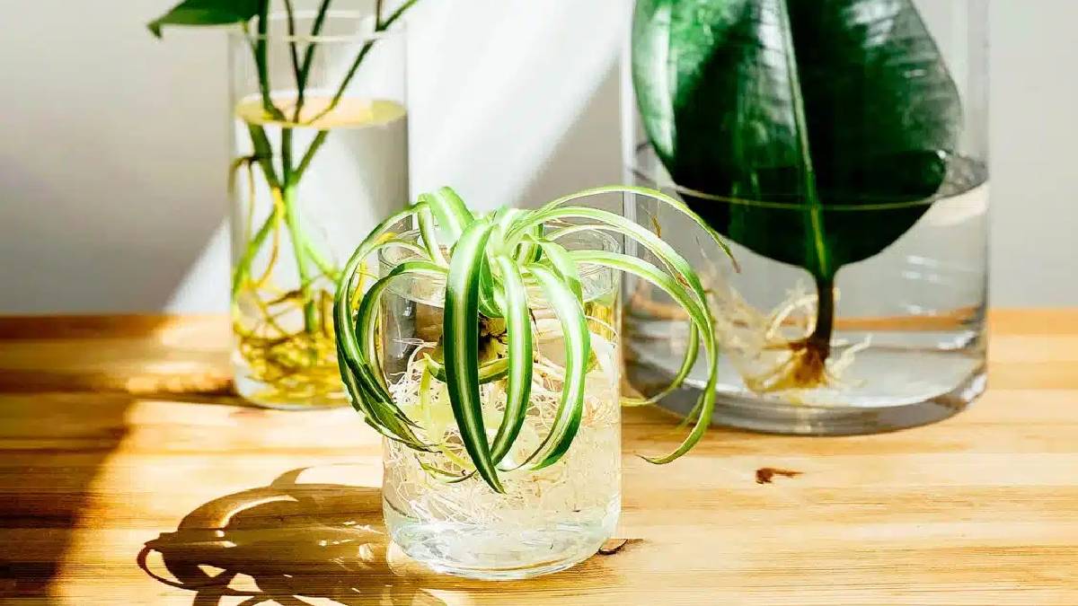 No Soil, No Mess Beautiful Plants that Grow in Water