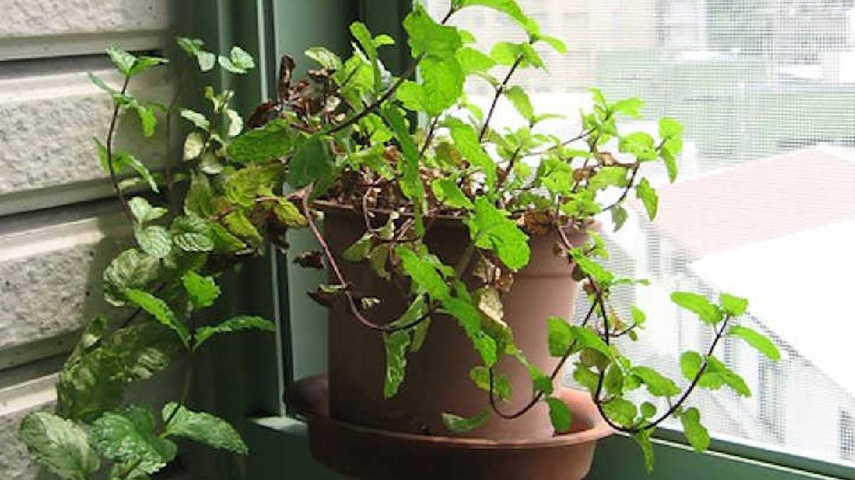 10 fragrant indoor plants that will make your home smell amazing