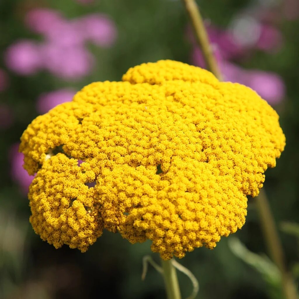 Wildflowers that attract bees