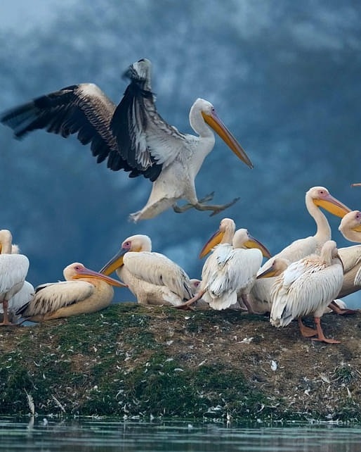 Best BirdWatching Places in India