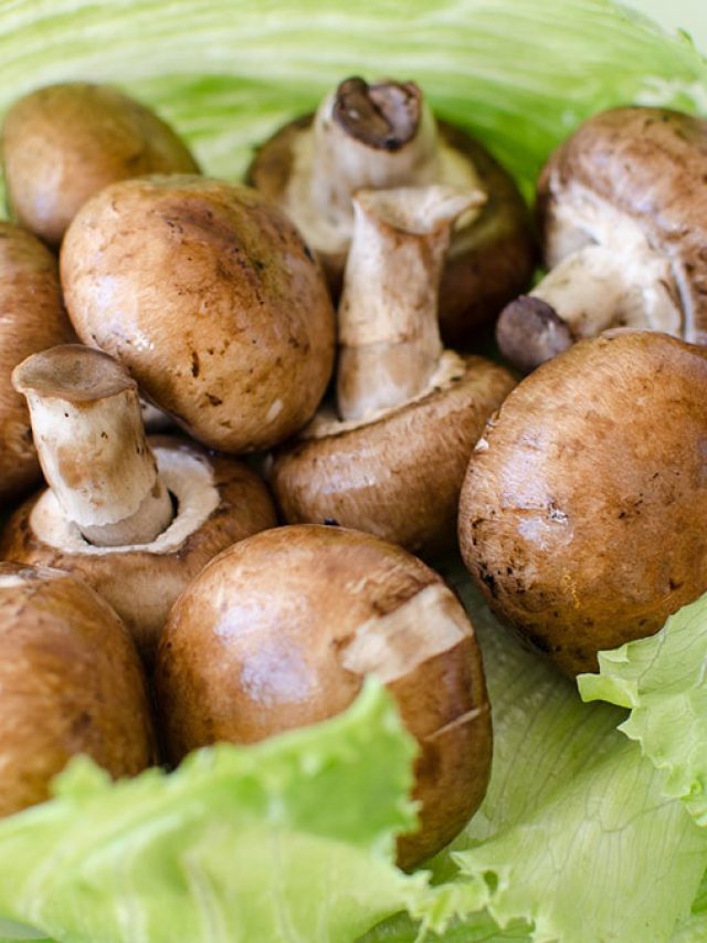 বড় বড় রোগ ভ্যানিস হবে মাশরুমে, গুণ জানলে অবাক হবেন