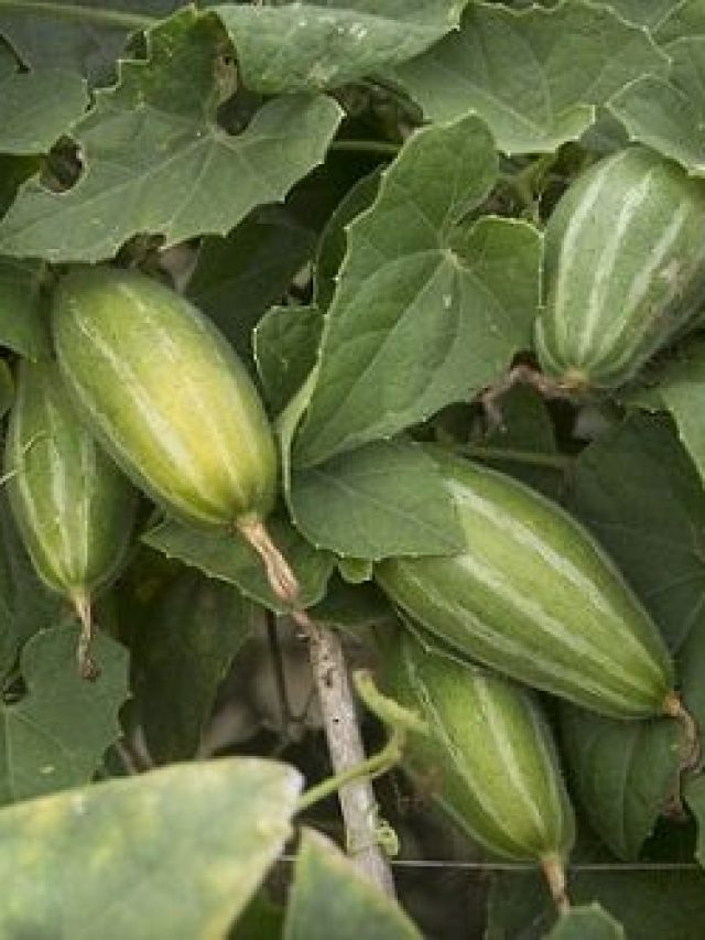 পটলের ইংরেজি কী? অনেক শিক্ষিত লোকও জানে না