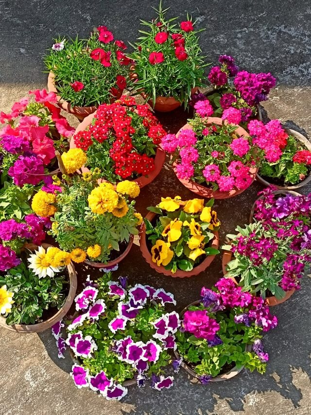 সেপ্টেম্বরেই এই ৫ গাছের চারা লাগান, শীত পড়লেই ফুলে ভরে যাবে ছাদবাগান