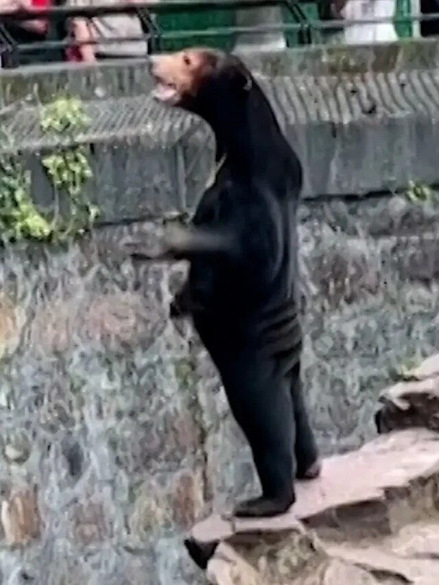 ‘Human-like bear’ makes people flock to Chinese zoo; not a man in bear costume, claims zoo. Watch viral video of Malayan Sun bear