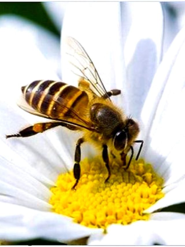 ১ কেজি মধুর জন্য ৪০ লাখ ফুলে ঢুঁ মারে মৌমাছি!