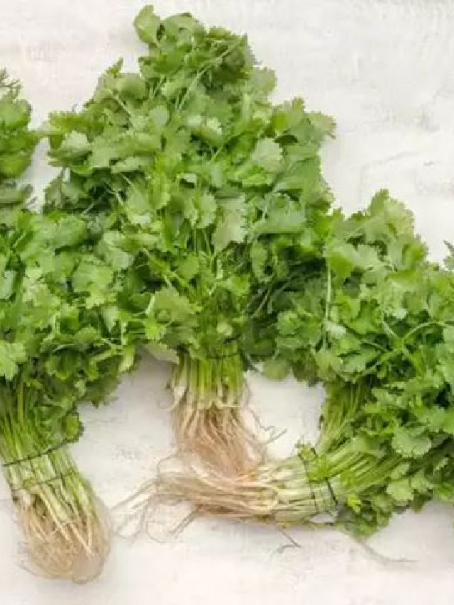 রোজ লাগান ১ চামচ ধনেপাতা, তাতেই উপচে পড়া যৌবন; এভাবে মেখে দেখুন