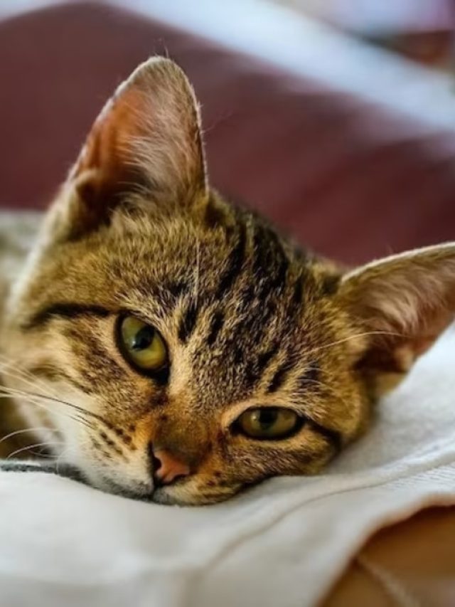 ভারতের এই স্থানে পুজো হয় বিড়ালের, জানেন কি?