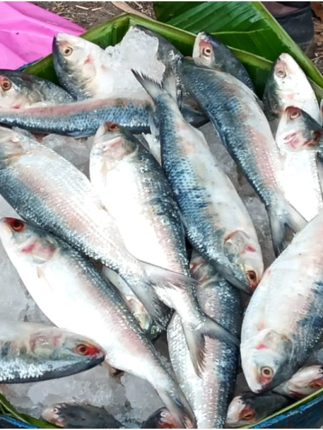 পদ্মা নয় সবচেয়ে সুস্বাদু ইলিশ মেলে এখানে,  জানলে অবাক হবেন