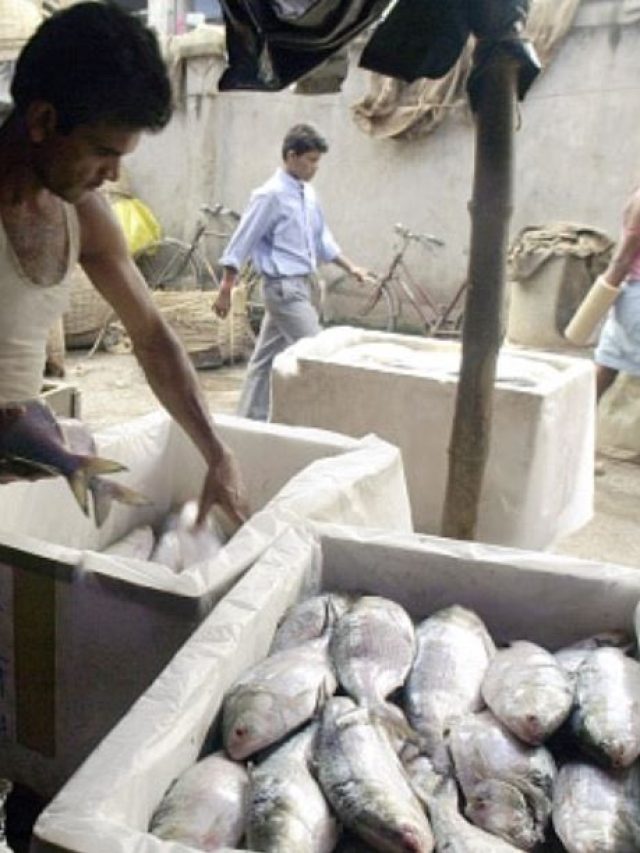 কলকাতার কাছেই এই ইলিশ হাট, নদী থেকে এনেই সস্তায় বিক্রি