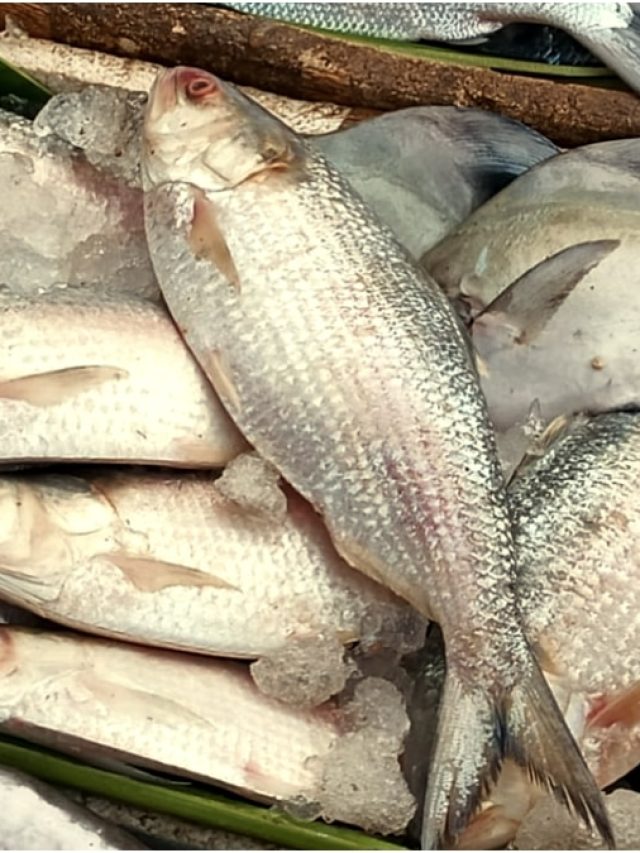 ডিমছাড়া vs ডিমভর্তি, আসলে কোন ইলিশ সবচেয়ে সুস্বাদু? জানুন